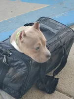 Frank, a male American Bully for sale in Detroit, MI – Photo 3 of 6