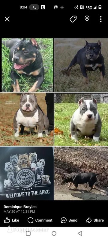 Frank, a male American Bully for sale in Detroit, MI – Photo 1 of 6