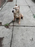 Frank, a male American Bully for sale in Detroit, MI – Photo 6 of 6