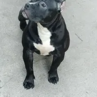 Yoyo, a female American Bully for sale in Detroit, MI – Photo 1 of 2