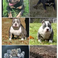 Yoyo, a female American Bully for sale in Detroit, MI – Photo 2 of 2