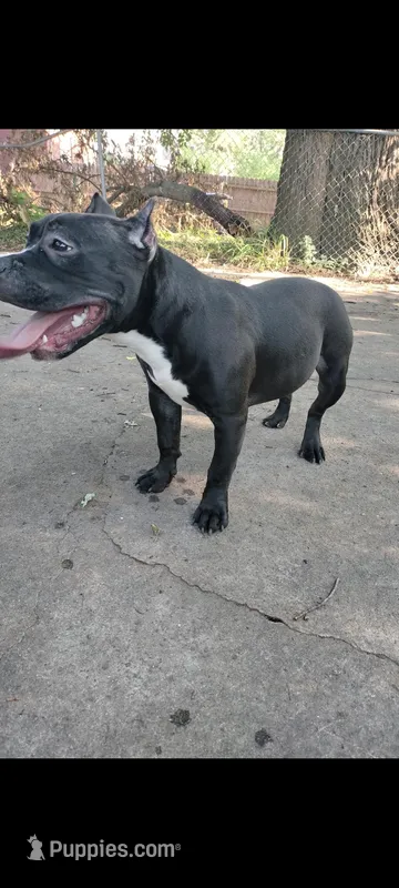 Black out, a female American Bully for sale in Detroit, MI – Photo 1 of 6