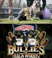 Black out, a female American Bully for sale in Detroit, MI – Photo 4 of 6