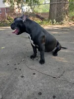 Black out, a female American Bully for sale in Detroit, MI – Photo 6 of 6