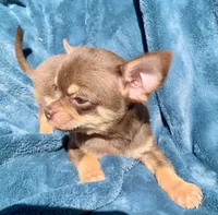 Jenny, a female Chihuahua for sale in Booneville, AR – 3 of 7