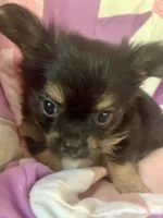 Billy , a male Chorkie for sale in Booneville, AR – 5 of 8