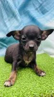Stan, a male Chihuahua for sale in Booneville, AR – 3 of 3