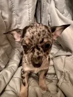 Hank, a male Chihuahua for sale in Booneville, AR – Photo 5 of 5