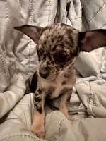 Hank, a male Chihuahua for sale in Booneville, AR – Photo 4 of 5