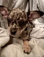 Hank, a male Chihuahua for sale in Booneville, AR – Photo 3 of 5