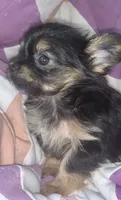 Billy , a male Chorkie for sale in Booneville, AR – 3 of 8