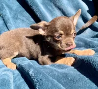 Jenny, a female Chihuahua for sale in Booneville, AR – 6 of 7