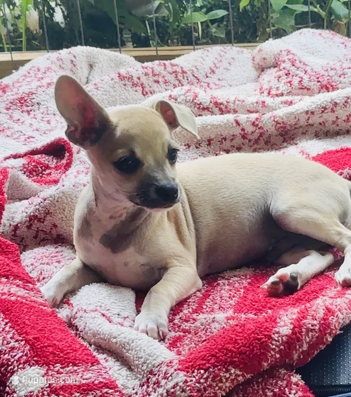 Frankie – Chihuahua puppy for sale in Booneville, AR