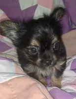 Billy , a male Chorkie for sale in Booneville, AR – 4 of 8