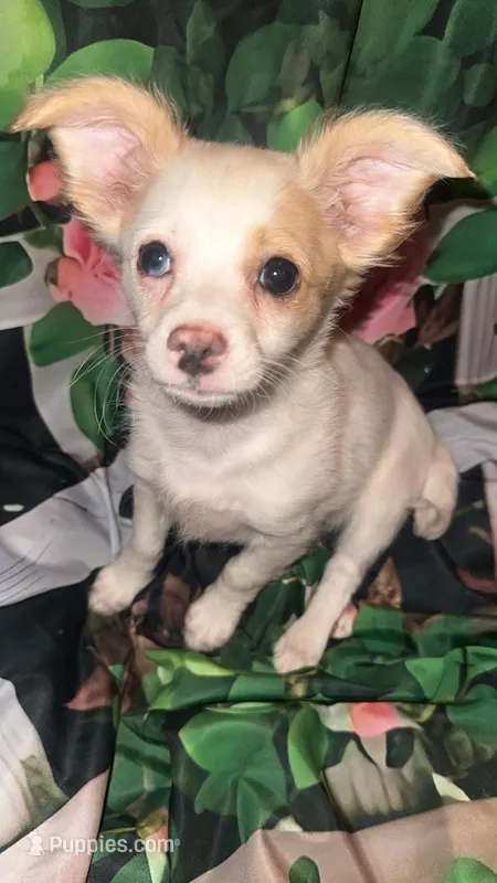Tink – Chihuahua puppy for sale in Booneville, AR