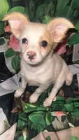 Tink, a female Chihuahua for sale in Booneville, AR – Photo 1 of 2
