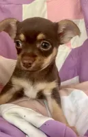 Racheal, a female Chorkie for sale in Booneville, AR – 4 of 4