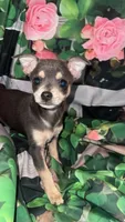 Piper, a male Chihuahua for sale in Booneville, AR – Photo 1 of 2