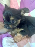 Billy , a male Chorkie for sale in Booneville, AR – 8 of 8