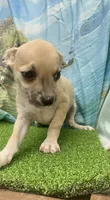 Frankie, a male Chihuahua for sale in Booneville, AR – 2 of 4