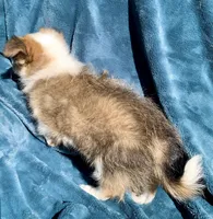 Frankie, a male Chihuahua for sale in Booneville, AR – 3 of 6