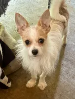 June bug, a male Chihuahua for sale in Booneville, AR – Photo 7 of 7