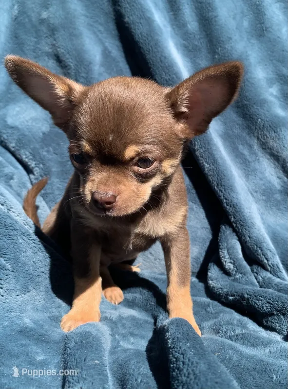 Jenny – Chihuahua puppy for sale in Booneville, AR