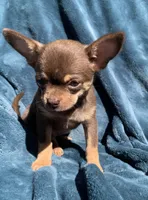 Jenny, a female Chihuahua for sale in Booneville, AR – 1 of 7