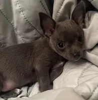 Frank, a male Chihuahua for sale in Booneville, AR – Photo 4 of 4