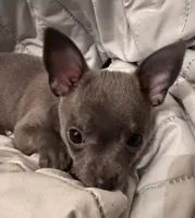 Frank, a male Chihuahua for sale in Booneville, AR – Photo 1 of 4