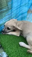 Frankie, a male Chihuahua for sale in Booneville, AR – 4 of 4