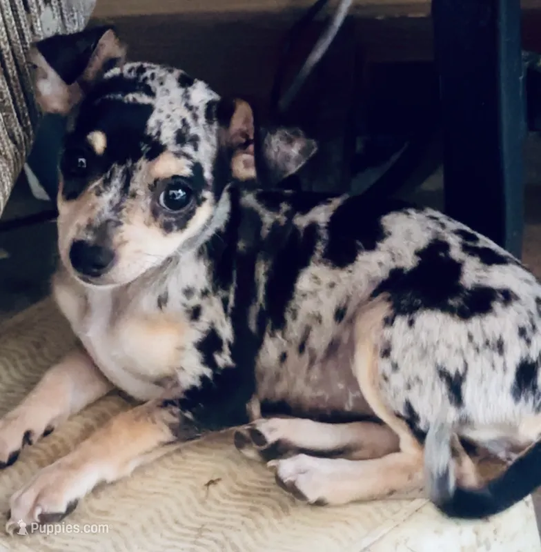 Sammy – Chihuahua puppy for sale in Booneville, AR