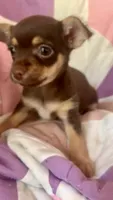Racheal, a female Chorkie for sale in Booneville, AR – 2 of 4