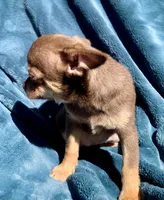 Jenny, a female Chihuahua for sale in Booneville, AR – 2 of 7