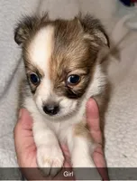 Lilly Bug, a female Chihuahua for sale in Booneville, AR – Photo 1 of 4