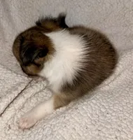 Lilly Bug, a female Chihuahua for sale in Booneville, AR – Photo 4 of 4