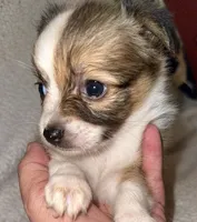 Lilly Bug, a female Chihuahua for sale in Booneville, AR – Photo 3 of 4