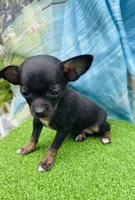 Stan, a male Chihuahua for sale in Booneville, AR – 2 of 3