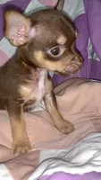 Brian, a male Chihuahua and Yorkshire Terrier for sale in Booneville, AR – 3 of 4