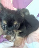 Billy , a male Chorkie for sale in Booneville, AR – 7 of 8