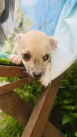 Frankie, a male Chihuahua for sale in Booneville, AR – 1 of 4