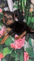 Little Bit, a female Yorkshire Terrier for sale in Booneville, AR – Photo 3 of 3