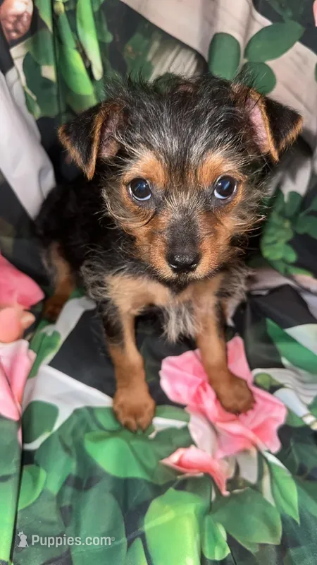 Little Bit – Yorkshire Terrier puppy for sale in Booneville, AR