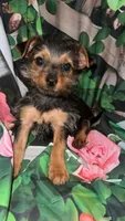 Little Bit, a female Yorkshire Terrier for sale in Booneville, AR – Photo 2 of 3