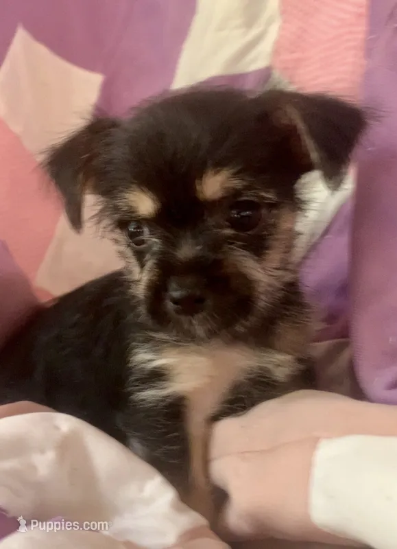 Lizzy – Chorkie puppy for sale in Booneville, AR