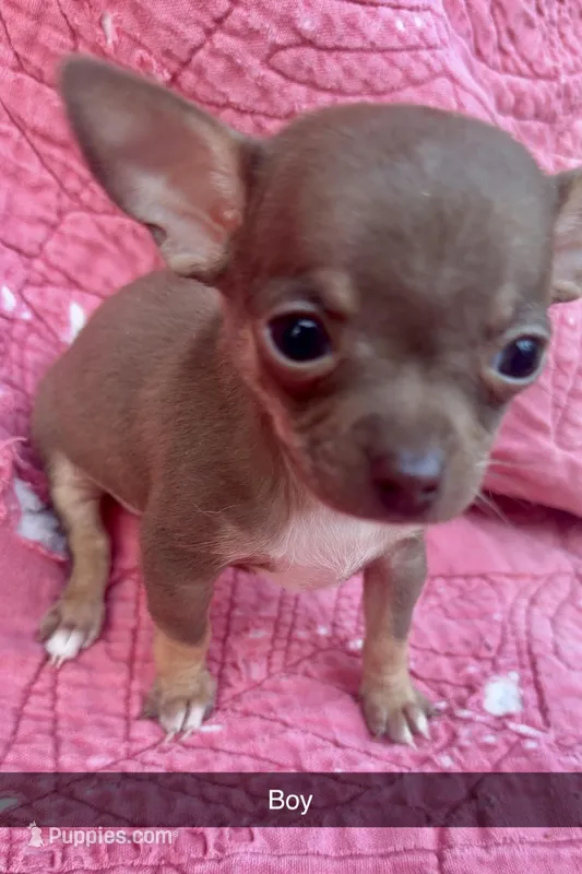 Tiny, a male Chihuahua for sale in Booneville, AR – Photo 1 of 5