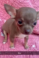 Tiny, a male Chihuahua for sale in Booneville, AR – Photo 1 of 5