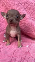 Tiny, a male Chihuahua for sale in Booneville, AR – Photo 4 of 5