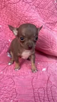 Tiny, a male Chihuahua for sale in Booneville, AR – Photo 2 of 5