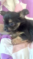 Billy , a male Chorkie for sale in Booneville, AR – 2 of 8